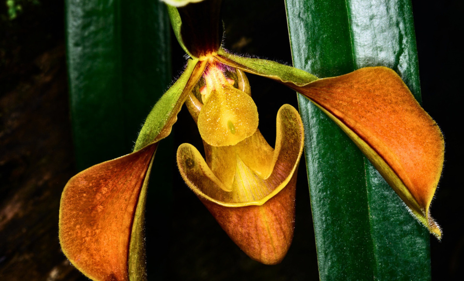 Researchers Uncover How Shy Plants ‘Count’ Light Cycles Without a Nervous System 