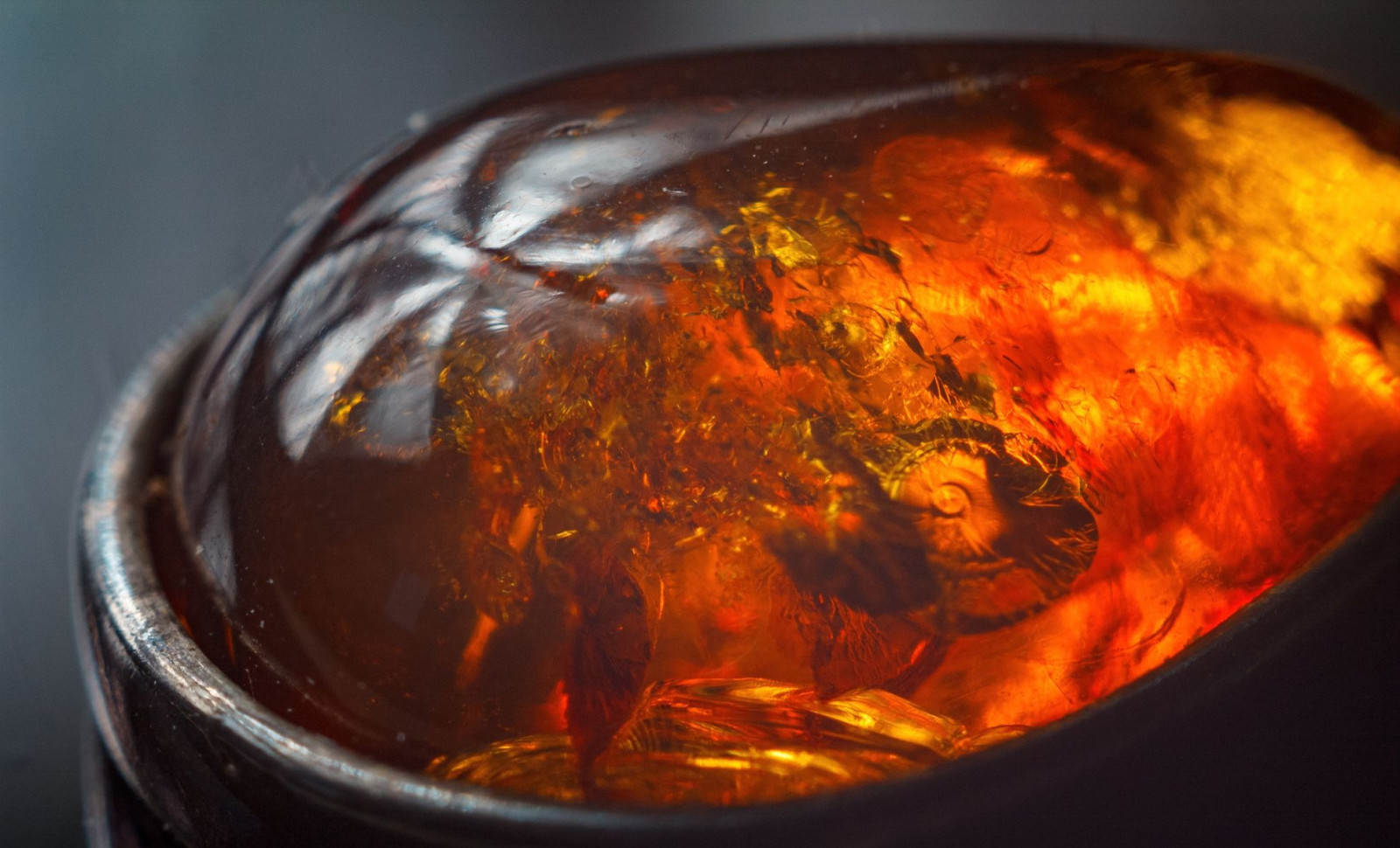 Remarkable 100-Million-Year-Old Amber Fossil Uncovers Bug with Rare Claw Features 