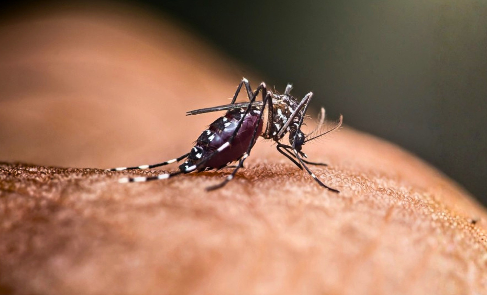 Scientists Confirm Mosquitoes Have Finally Established a Presence in Iceland 