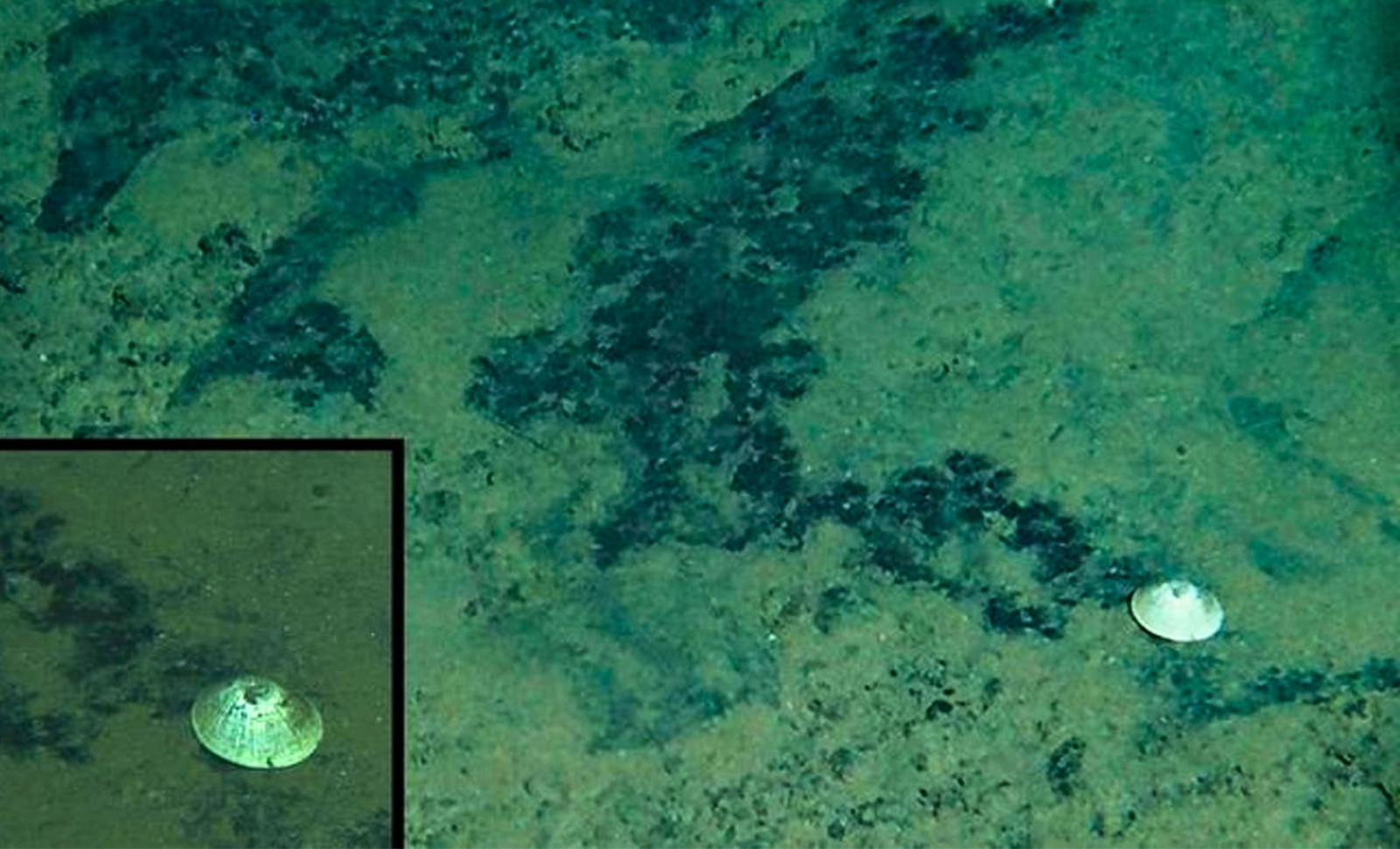 Scientists Discover Massive Deep-Sea Snail Nearly 6 Kilometers Beneath the Pacific 