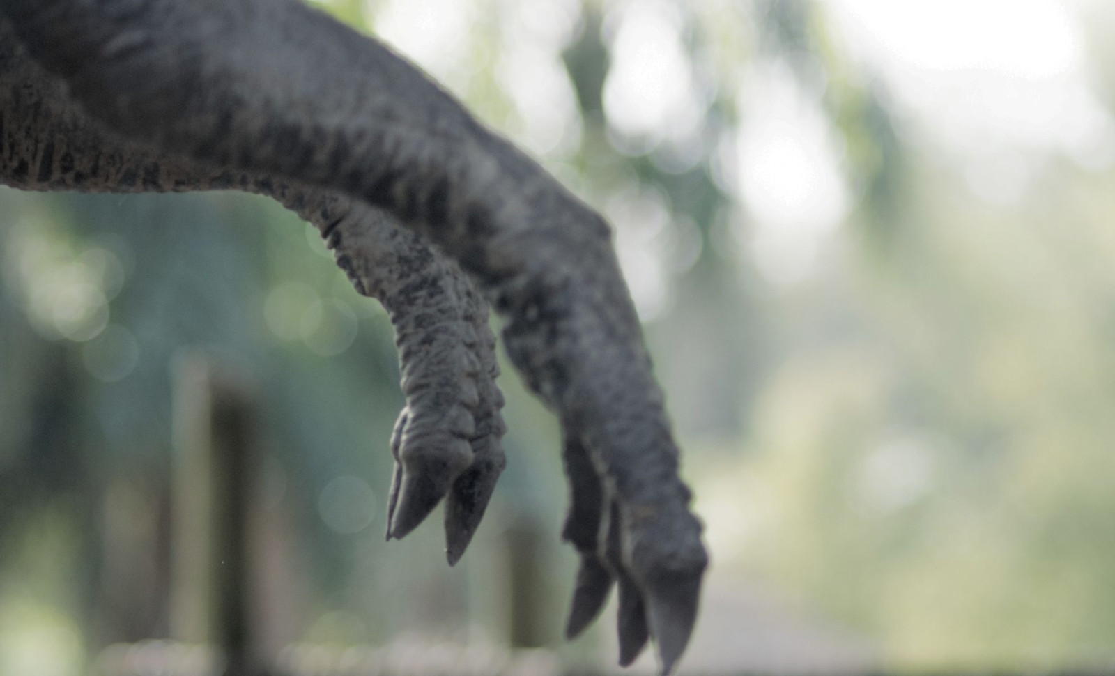 Why Tyrannosaurus rex Developed Diminutive Arms: Insights Into Evolutionary Trade-offs 