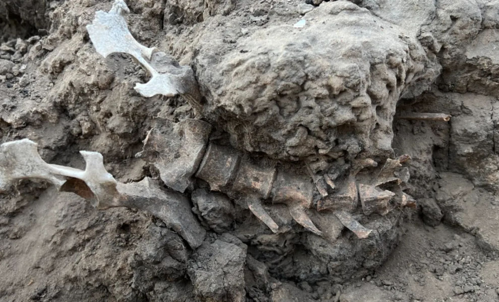 1,000-Year-Old Dingo Skeleton Unearthed in Australia Reveals Ancient Indigenous Bonds 