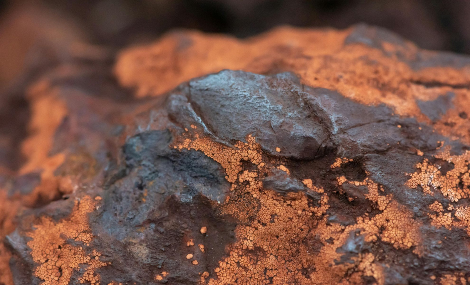 Scientists Investigate Unusual Microscopic Fossils Found in Meteorite Fragment 