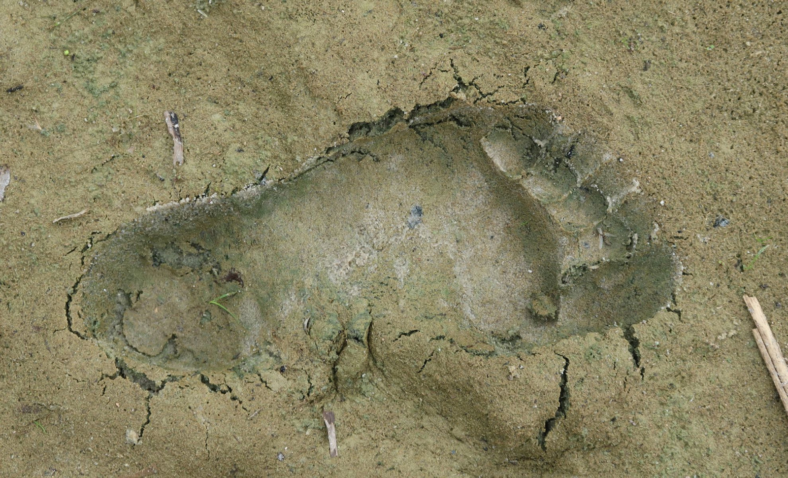Researchers Discover Ancient Trail with 8,000-Year-Old Human and Animal Tracks on the UK Coast 