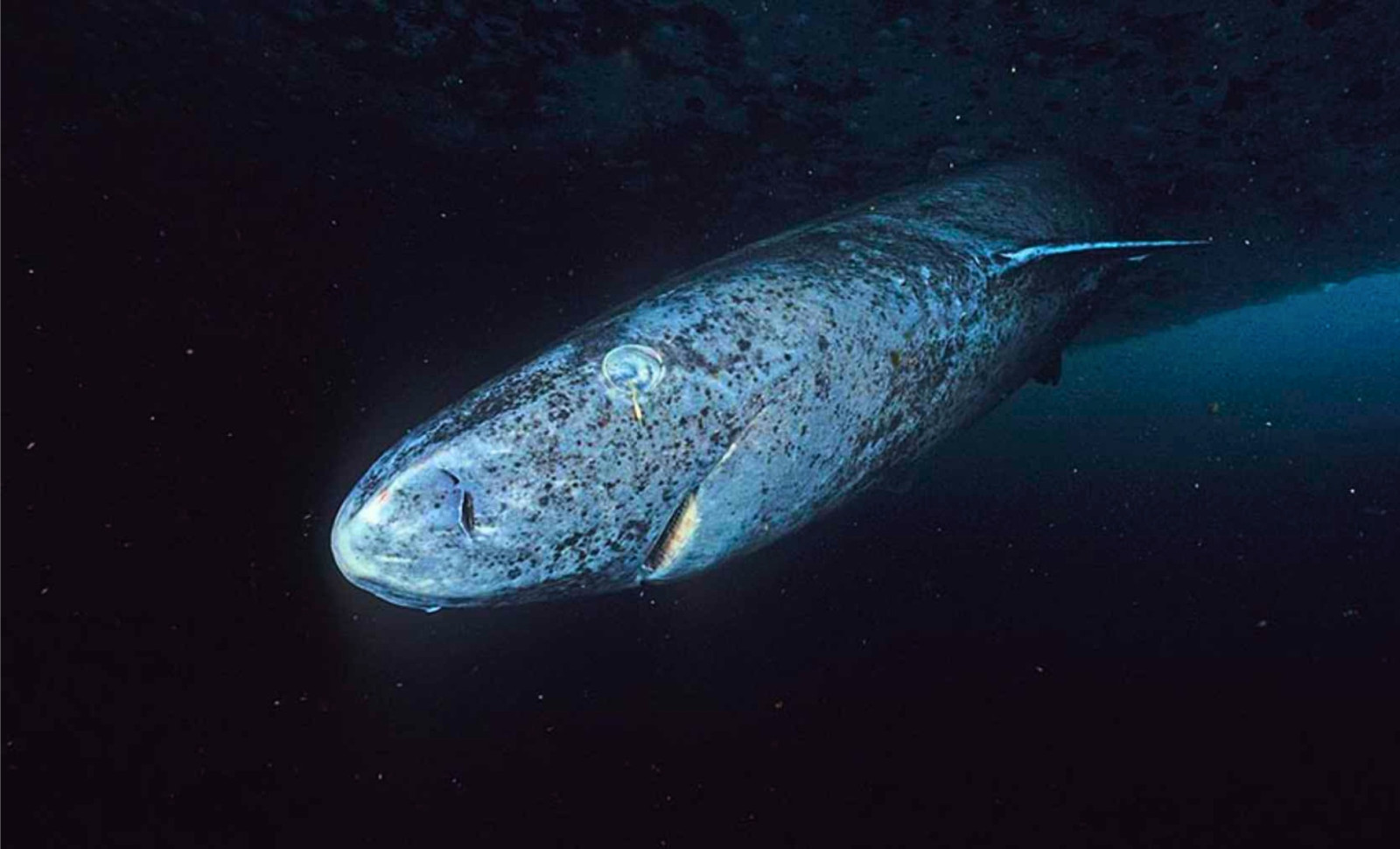 Unveiling the Centuries-Old Greenland Shark: Insights into Deep Ocean Life and Longevity 