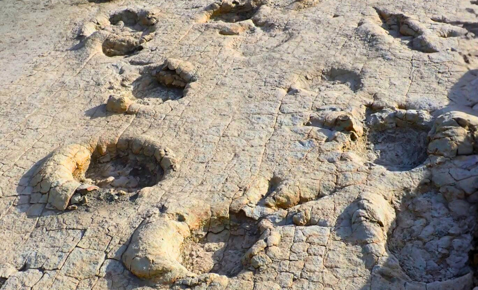 Rediscovered Dinosaur Footprints in Mongolia Unveil an Ancient Predator-Prey Landscape Preserved for 120 Million Years 