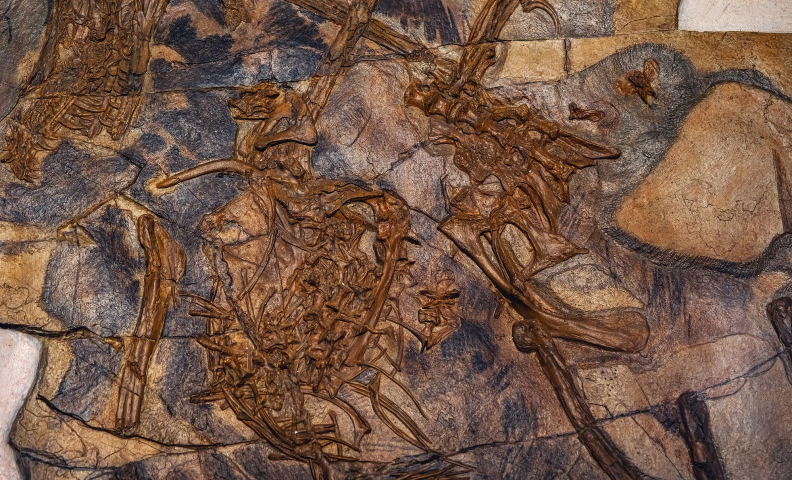 Giant Fossil Rock Unearthed in Brazil Reveals Ancient Sea Beneath Ceará’s Land 