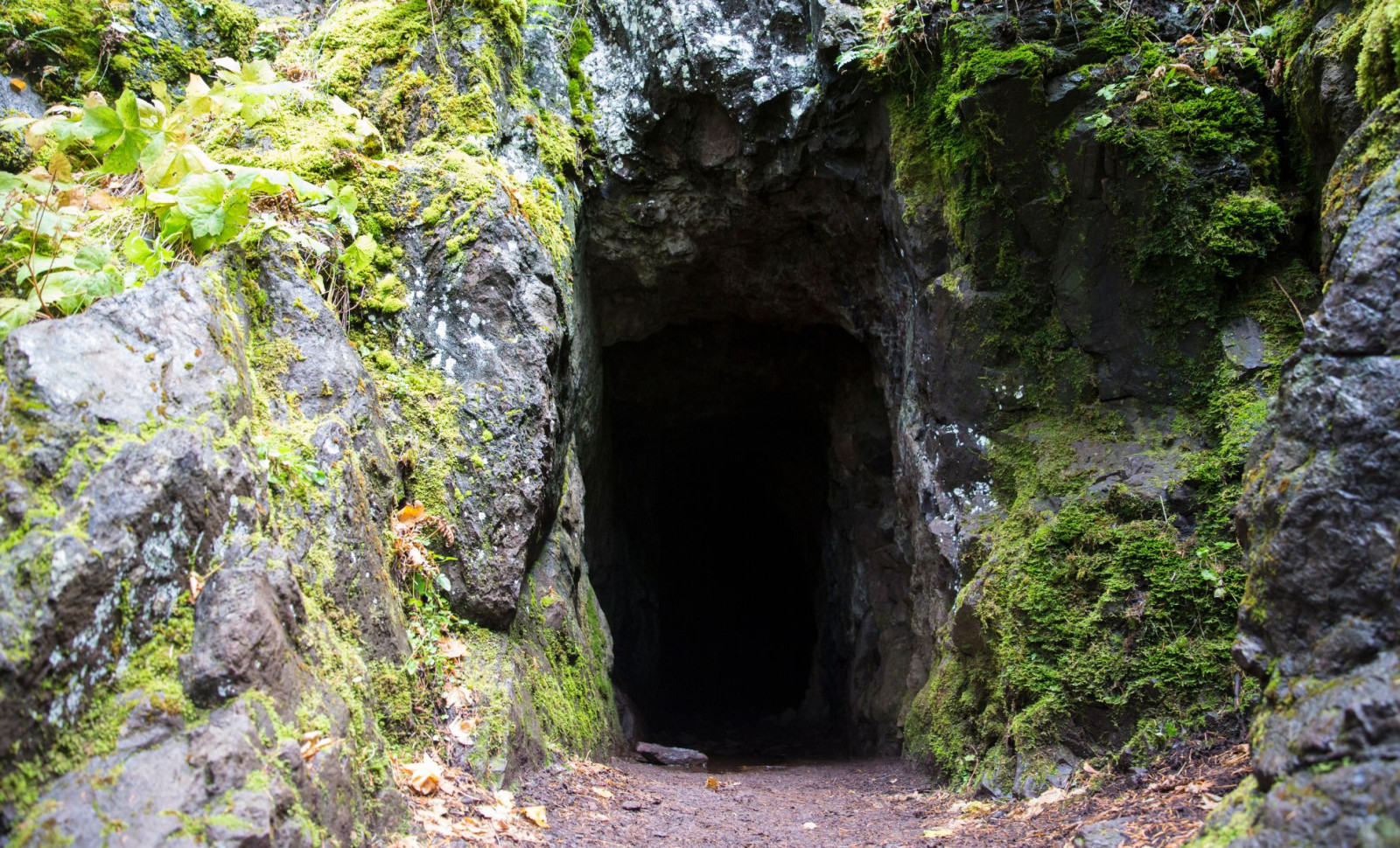 Ancient Fossils Unearthed in New Zealand Cave Reveal Lost Species from Over a Million Years Ago 