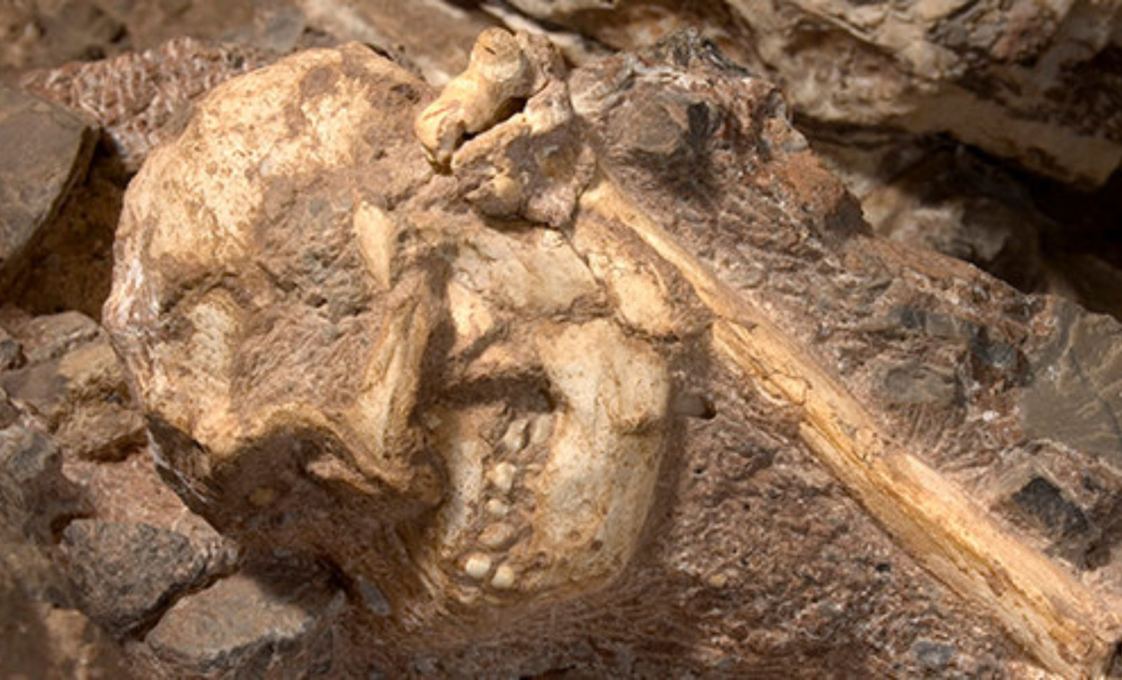Researchers Uncover Nearly Complete Australopithecus sediba Skeleton Hidden Inside South African Rock 