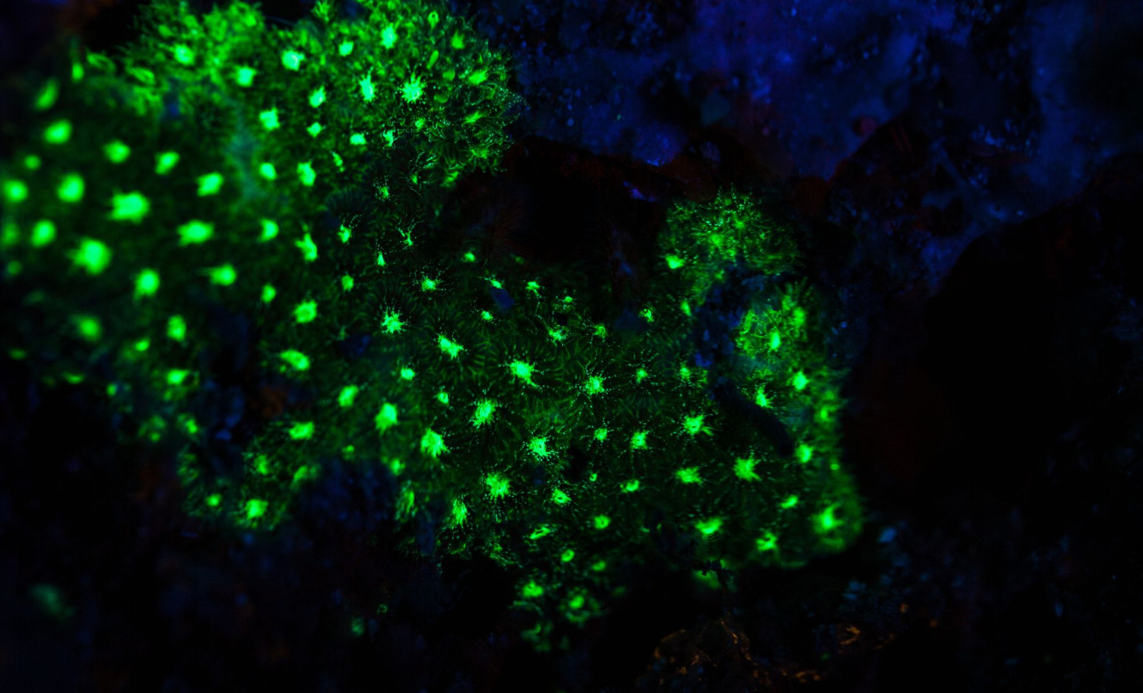 A Mysterious Green Glow Reveals a New Coral Species 385 Meters Underwater in Japan 