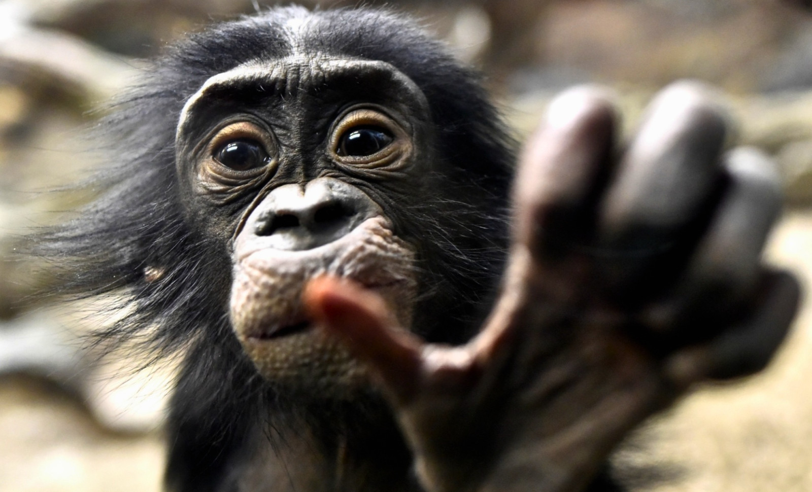 New Research Unravels Why Humans Prefer Their Right Hand 