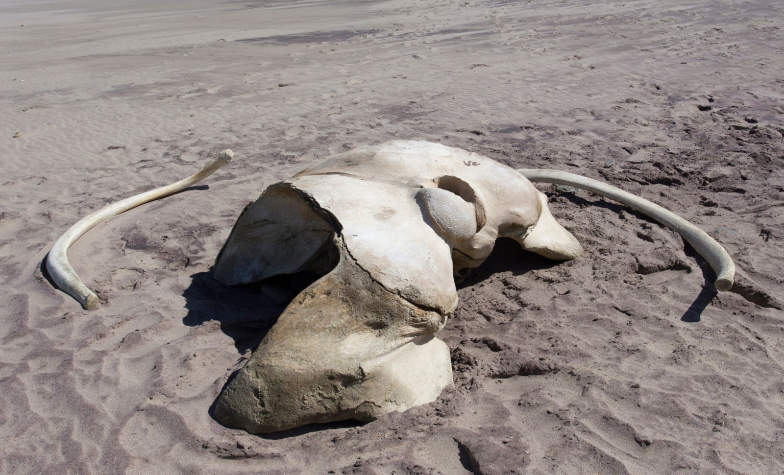 11-Year-Old Girl Unearths Fossil of a Giant Marine Reptile on UK Beach 