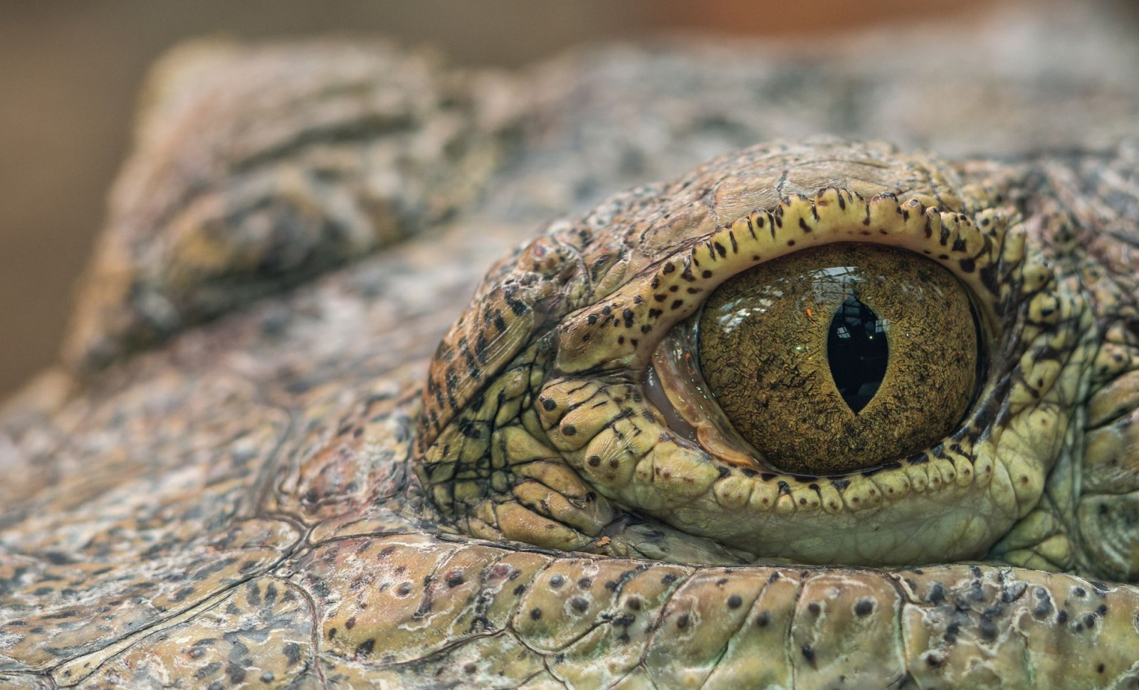 Ancient Ostrich-Like Reptile Unearthed in New Mexico After 200 Million Years 