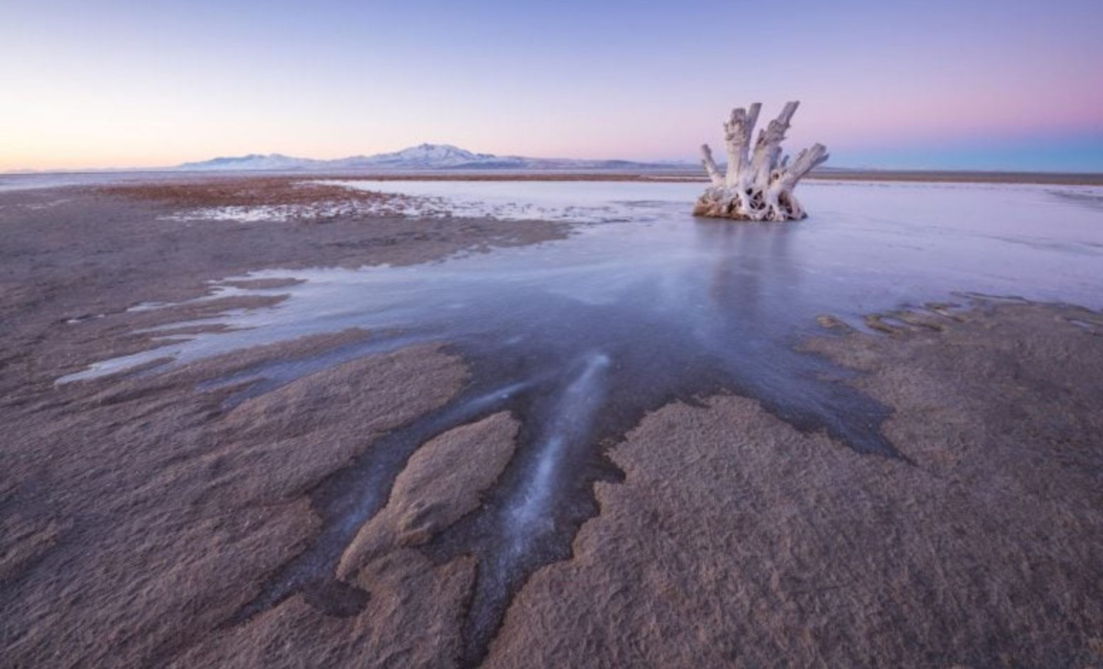 A Newly Discovered Microscopic Worm Thrives in Utah's Great Salt Lake, Possibly Since Dinosaur Times 