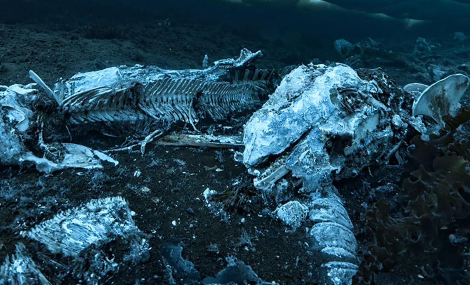Unveiling the Mysterious Deep-Sea Dweller That Consumes Whale Remains for Years 