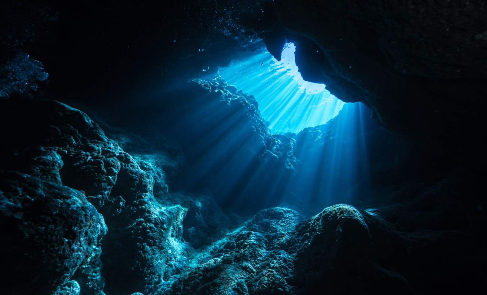 Exploring Ocean Depths Unveils Over 1,100 Previously Unknown Marine Species 