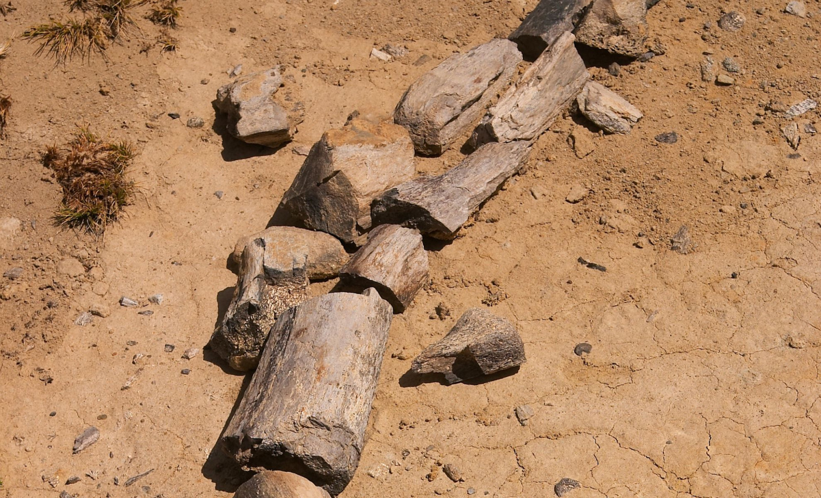 New Cretaceous Dinosaur Uncovered Alongside Patagonia’s Giant Predators 