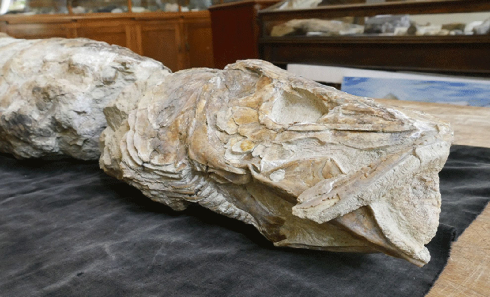 Ancient Fossil Fish Unearthed in New Zealand Identified Through Vintage Paleontology Notes 