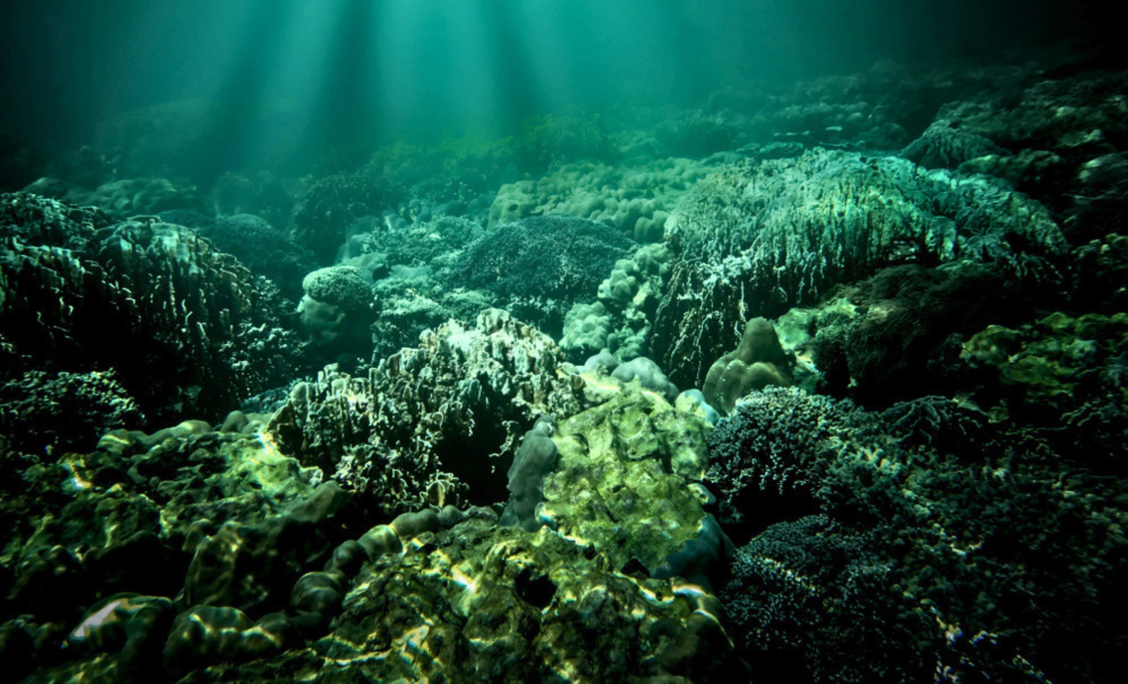 Microfossil Evidence from Australia Sheds Light on Early Complex Life 1.7 Billion Years Ago 