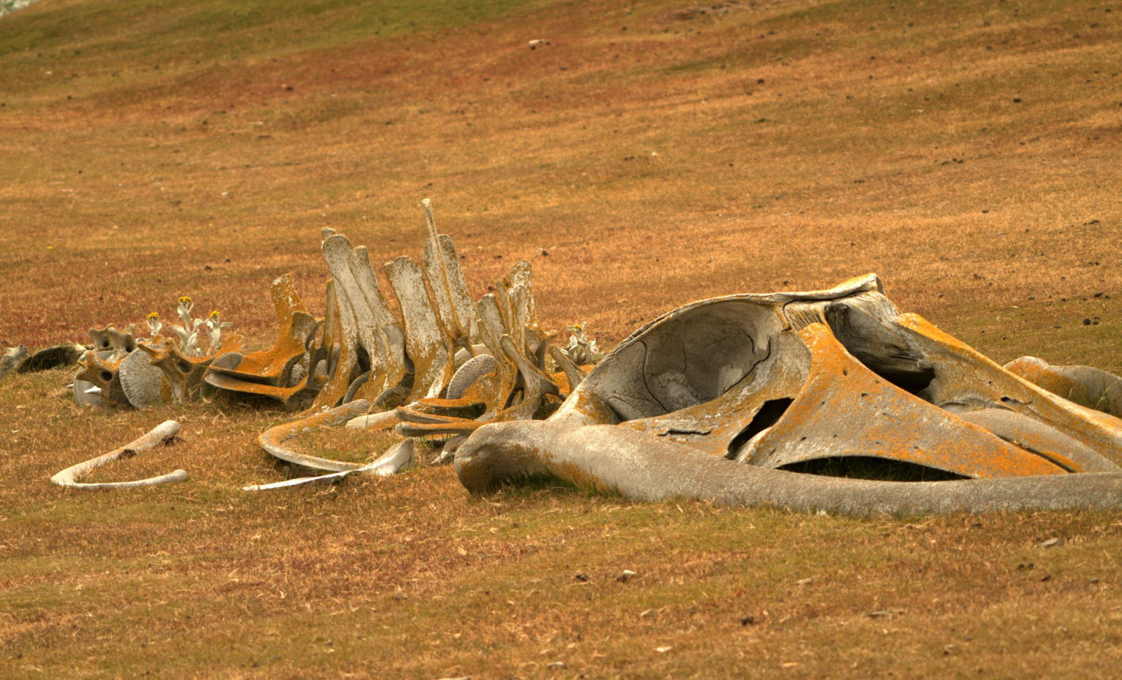 Decades-Old Whale Fossil Unearthed in New Zealand Reveals New Ancient Species 