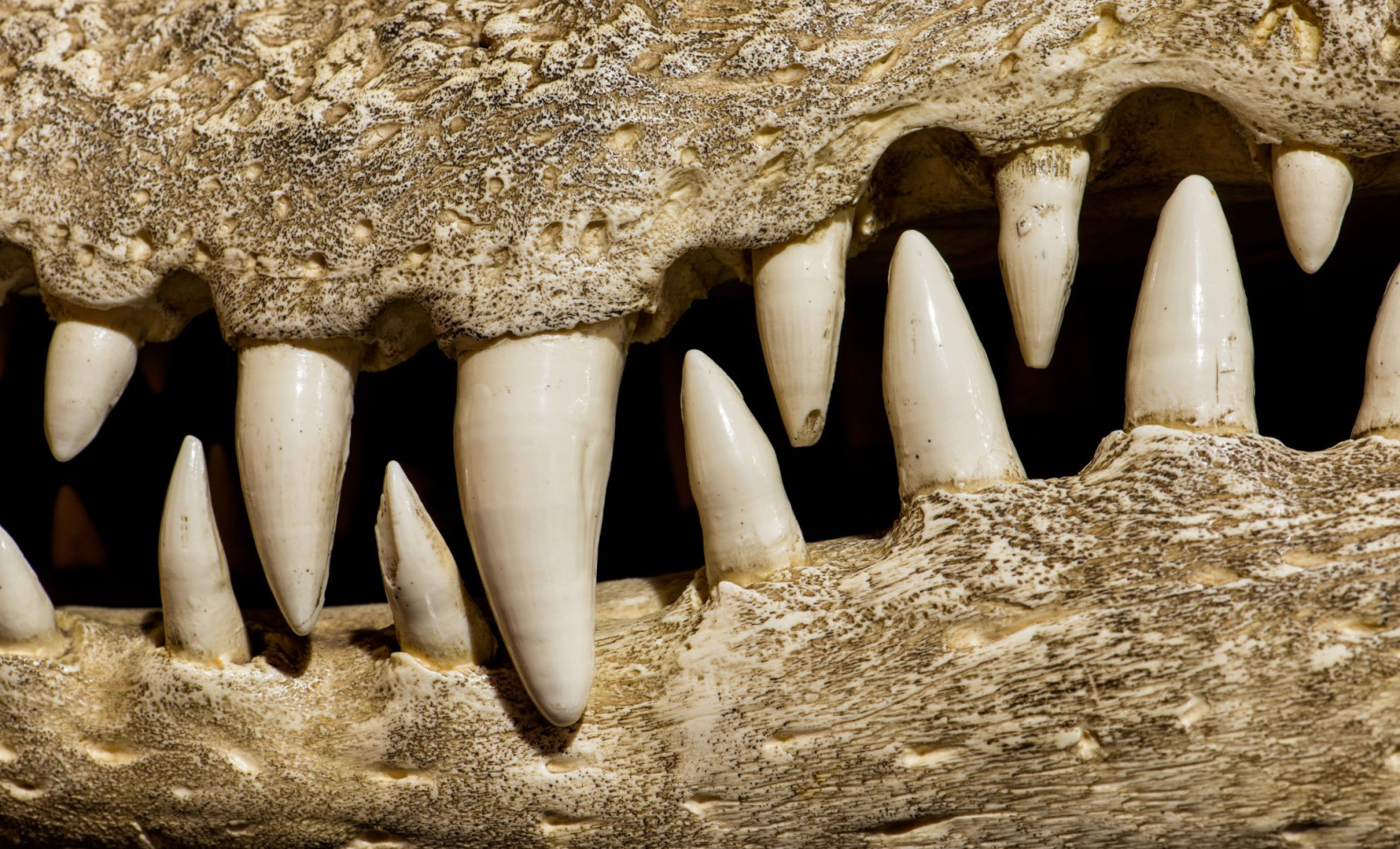 Massive Ancient Crocodile That Threatened Early Humans Discovered in Kenya 