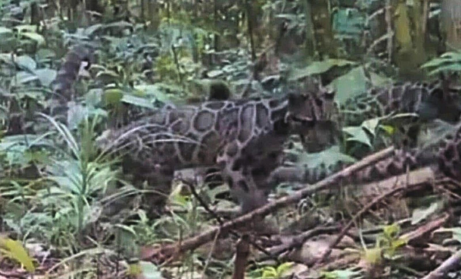 Rare Video Captures Bornean Clouded Leopard Mother and Cubs in Untouched Rainforest 