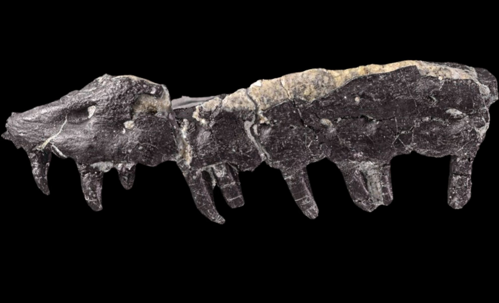 New Reptile Species from 83-Million-Year-Old Fossil Unearthed in Southern France 