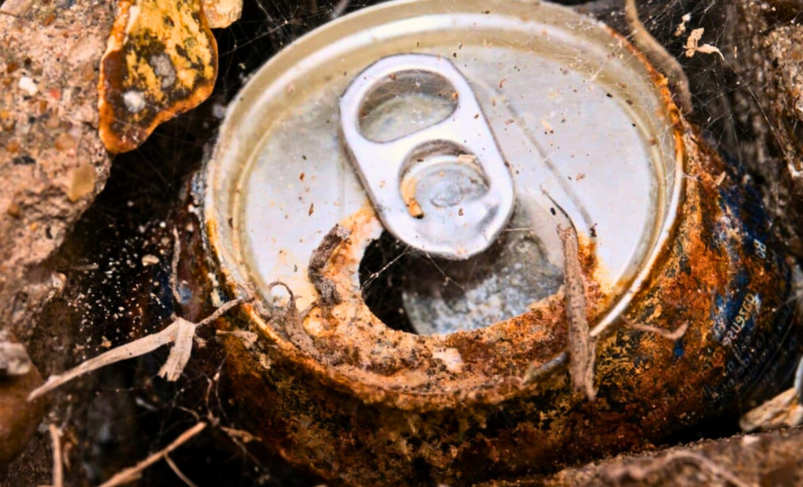 Hikers Uncover Cache of Nearly 600 Gold Coins Worth $330,000 in Czech Forest 