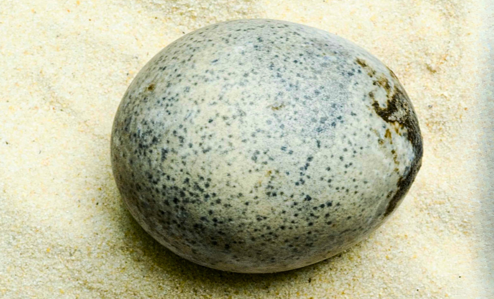 Remarkably Preserved Roman Egg From England Still Contains Liquid After 1,700 Years 