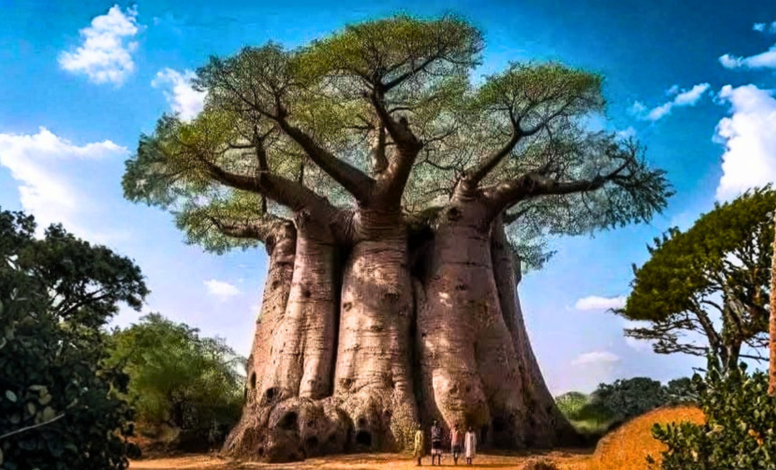 Discovering the Baobab: The Ancient Tree Whose Largest Living Specimen Reveals a Legacy of Fallen Giants 
