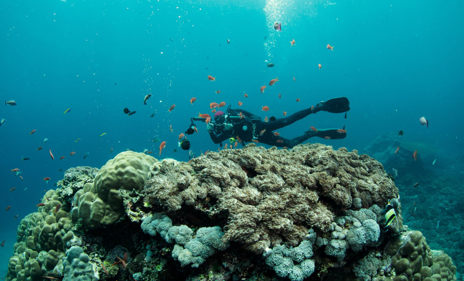 Scientists Discover 31 New Species in Earth’s Enigmatic Ocean Midwater 