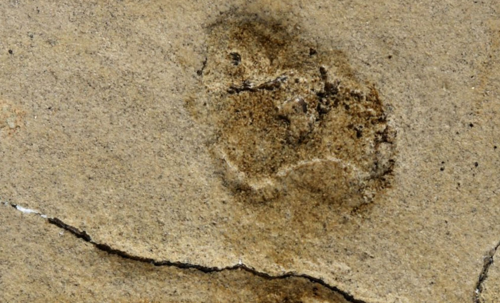 Ancient Human-Like Footprints Unearthed in Crete Date Back Over 6 Million Years 
