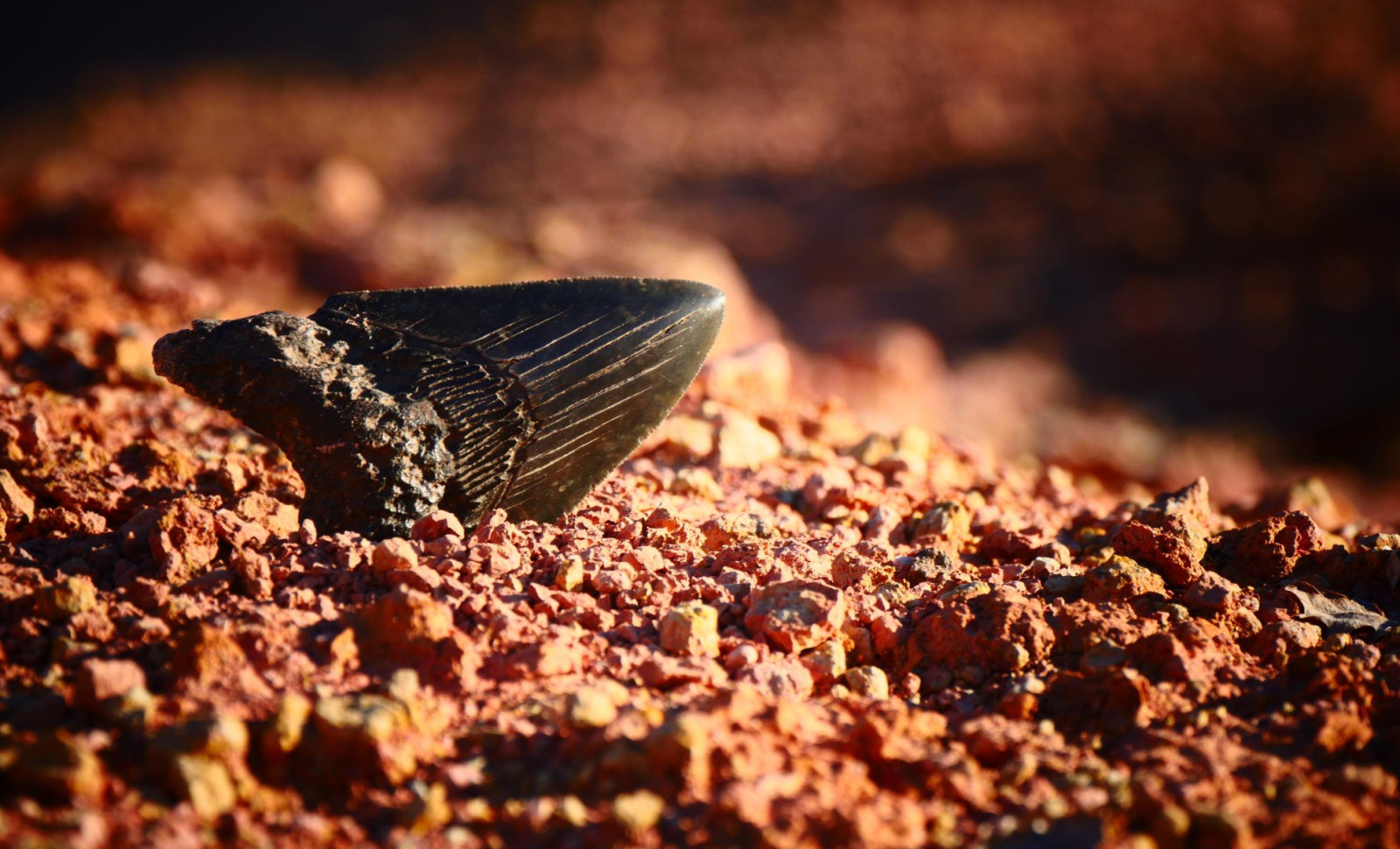 Exploring the Depths: Megalodon Tooth Unearthed 10,000 Feet Beneath the Pacific Ocean 