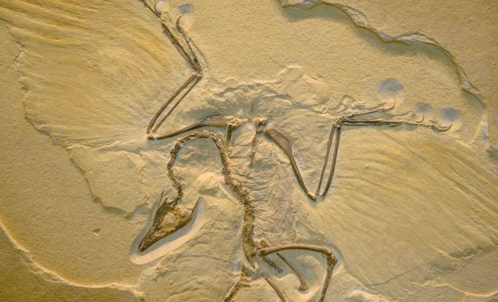 Exceptionally Preserved 160-Million-Year-Old Dinosaur Feathers Indicate Anchiornis Likely Couldn't Fly 