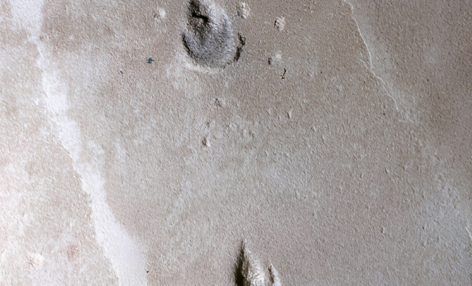 Ancient Brazilian Footprints Unearth New 135-Million-Year-Old Dinosaur Species Without Bones 