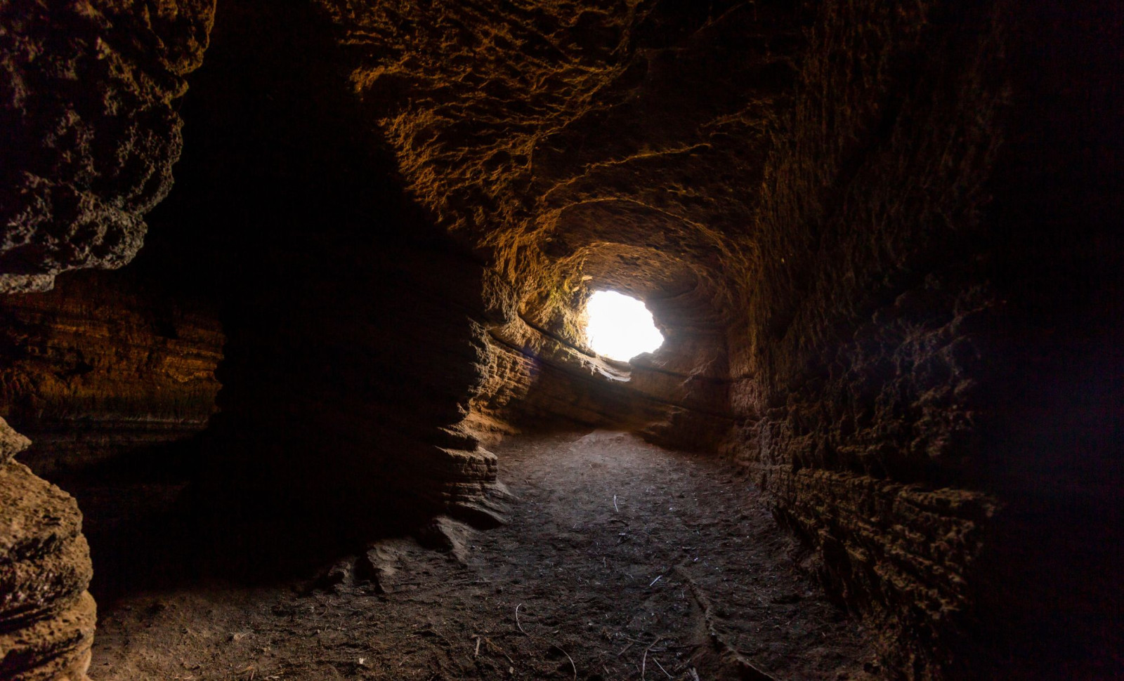 Researchers Discover 16 Ancient Species in Remote New Zealand Cave 