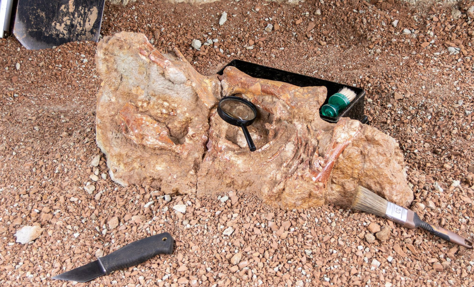 New Duck-Billed Dinosaur Species Emerges From Fossils on Ancient Romanian Island 