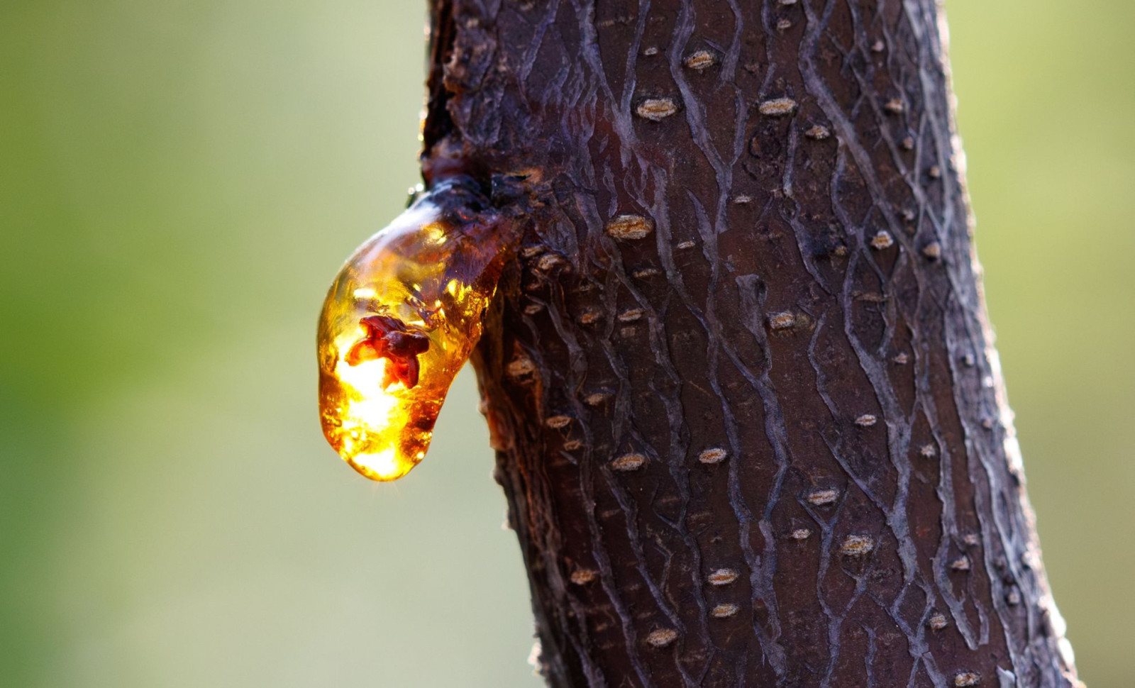 Ancient Amber in Ecuador Reveals 21 Prehistoric Creatures from 112 Million Years Ago 