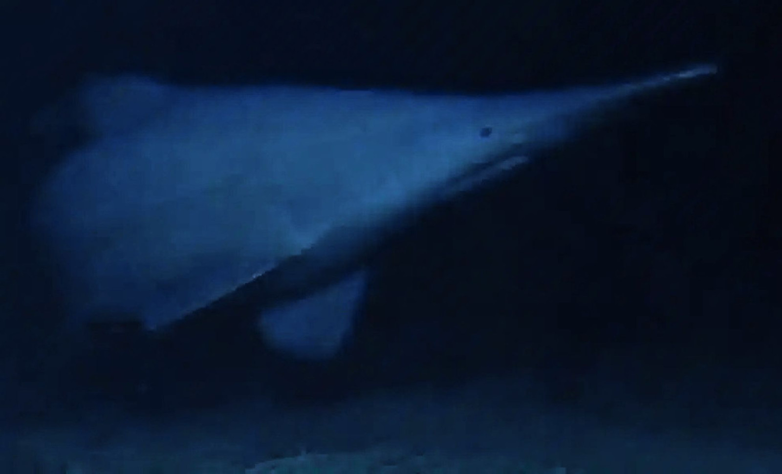 First Ever Live Footage of Elusive Goblin Shark Reveals New Depth and Range Records 