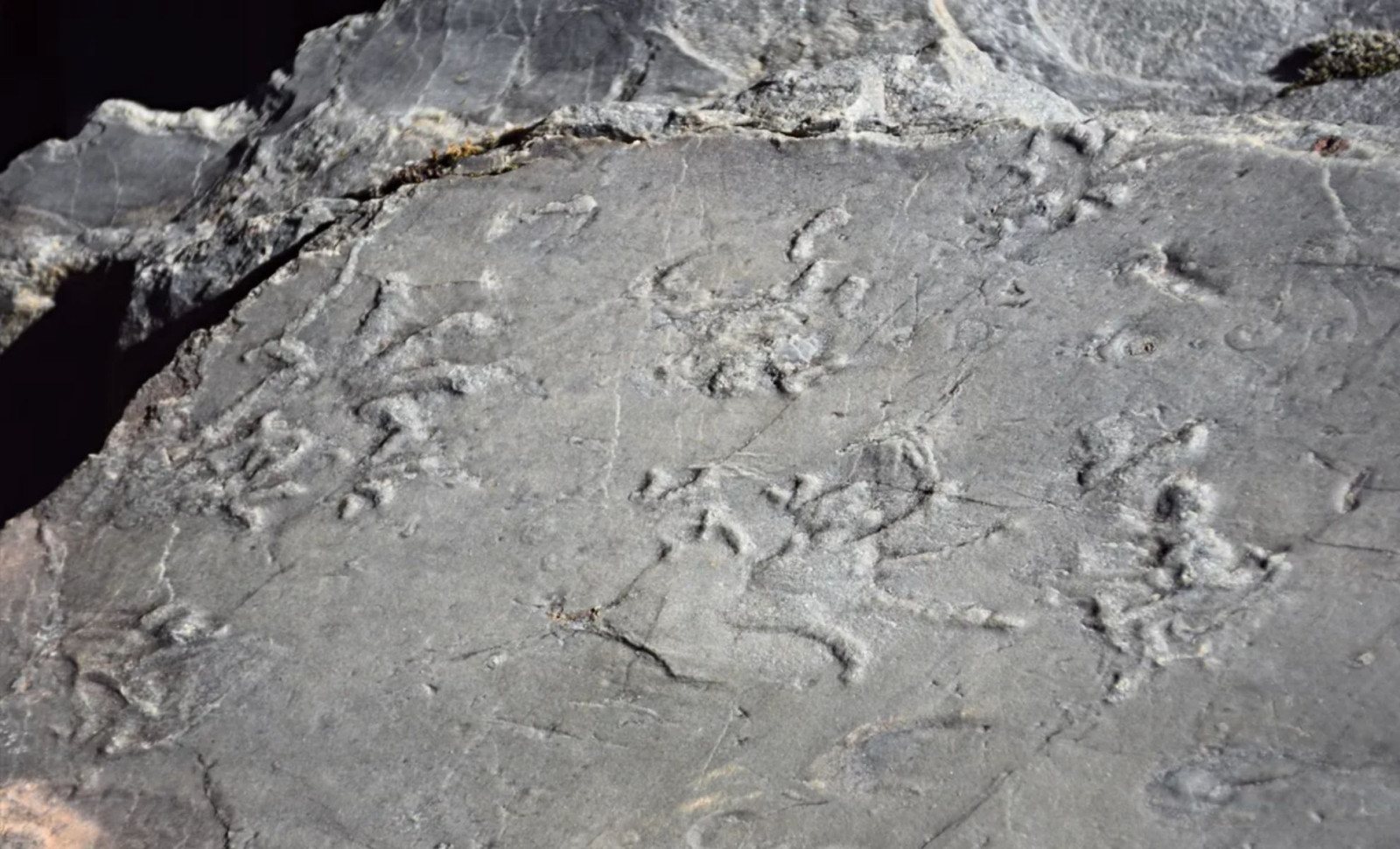 Ancient 280-Million-Year-Old Footprints Discovered in Italy’s Alpine Wilderness 