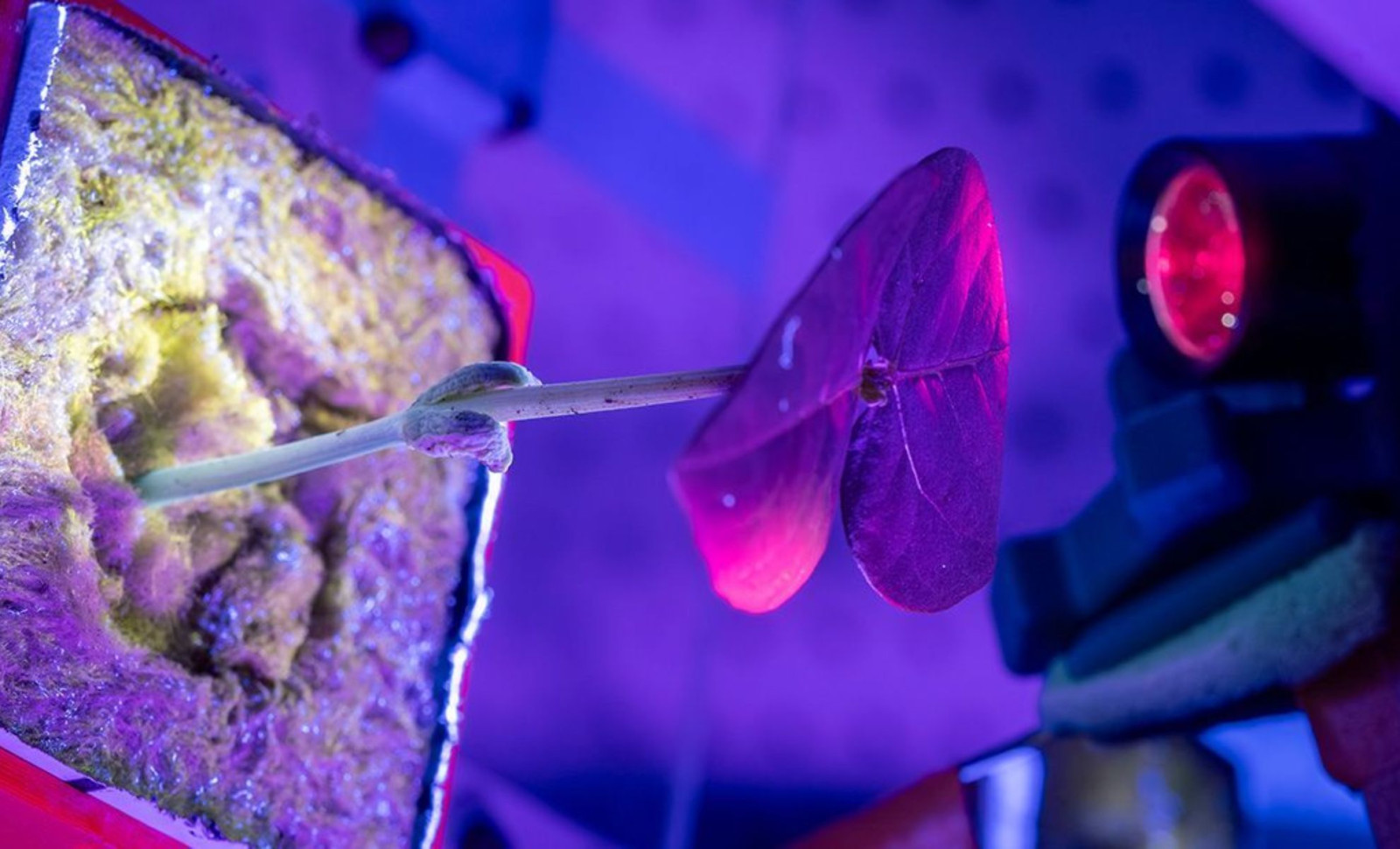 Innovative Method Turns Plants into Sustainable Medicine Producers for Mars Exploration 