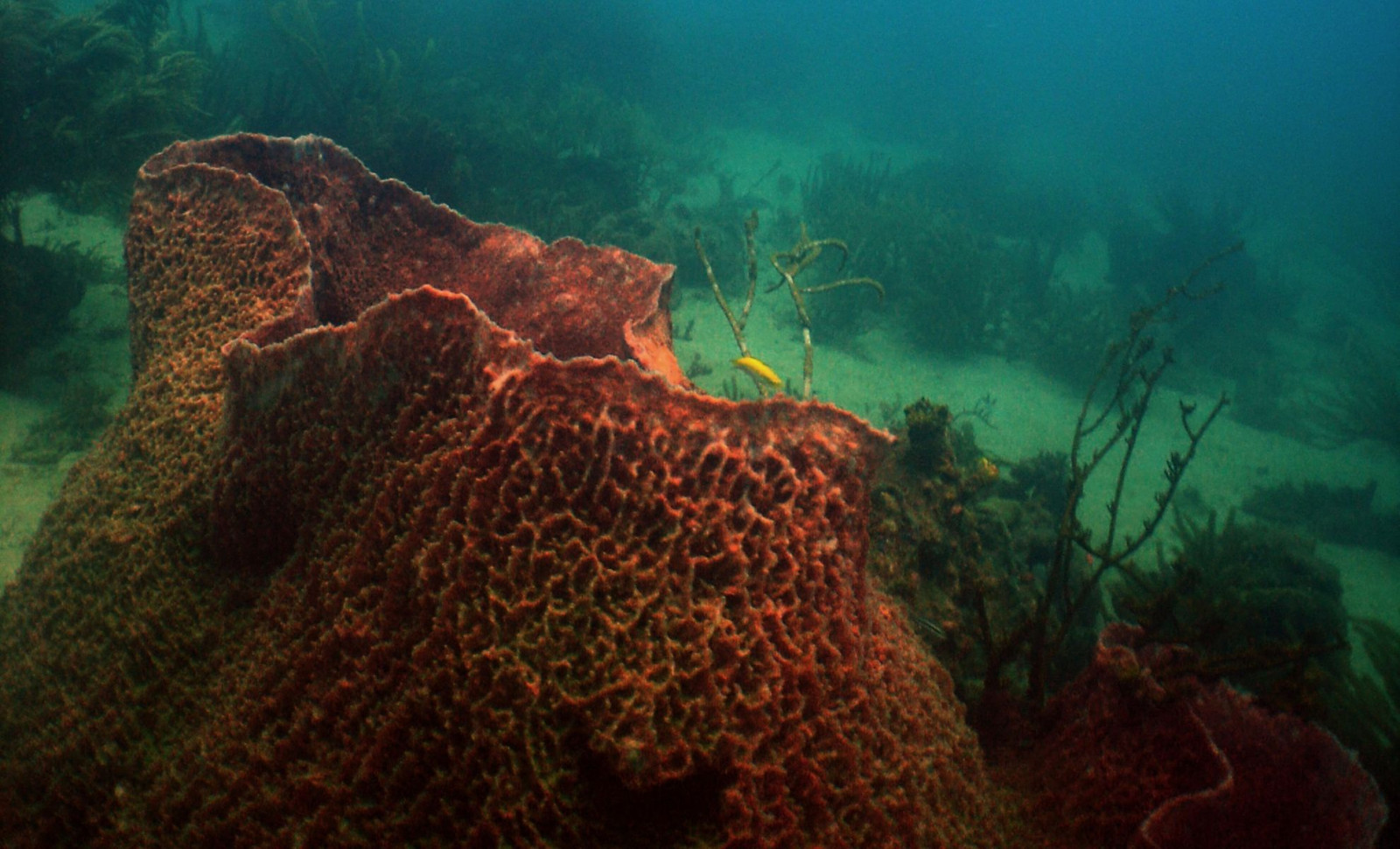 Ancient Caribbean Sponge Survived 2,300 Years, Filtering Water Throughout History 