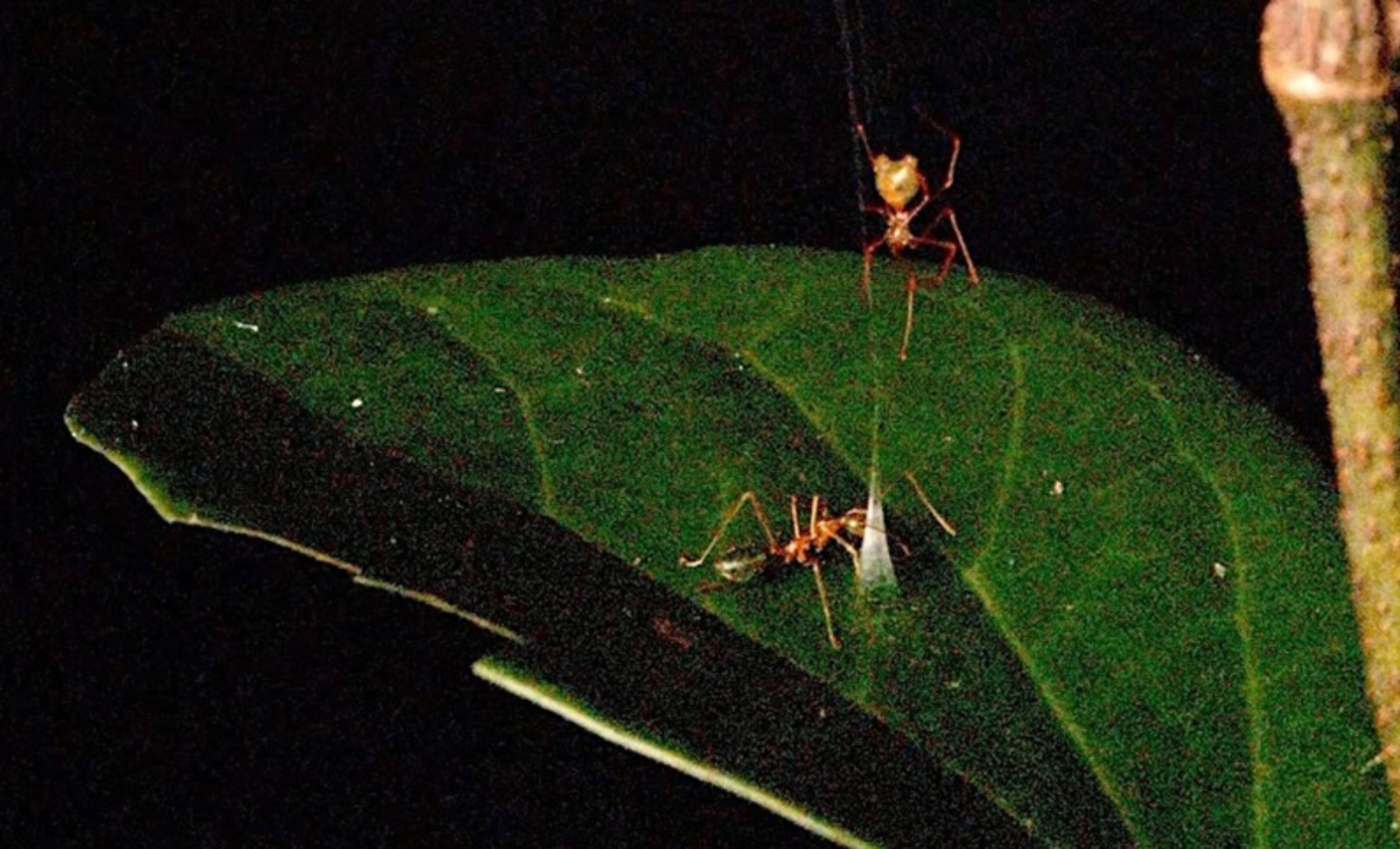 Newly Discovered Spider Launches Ants into Webs at Extreme Speeds 
