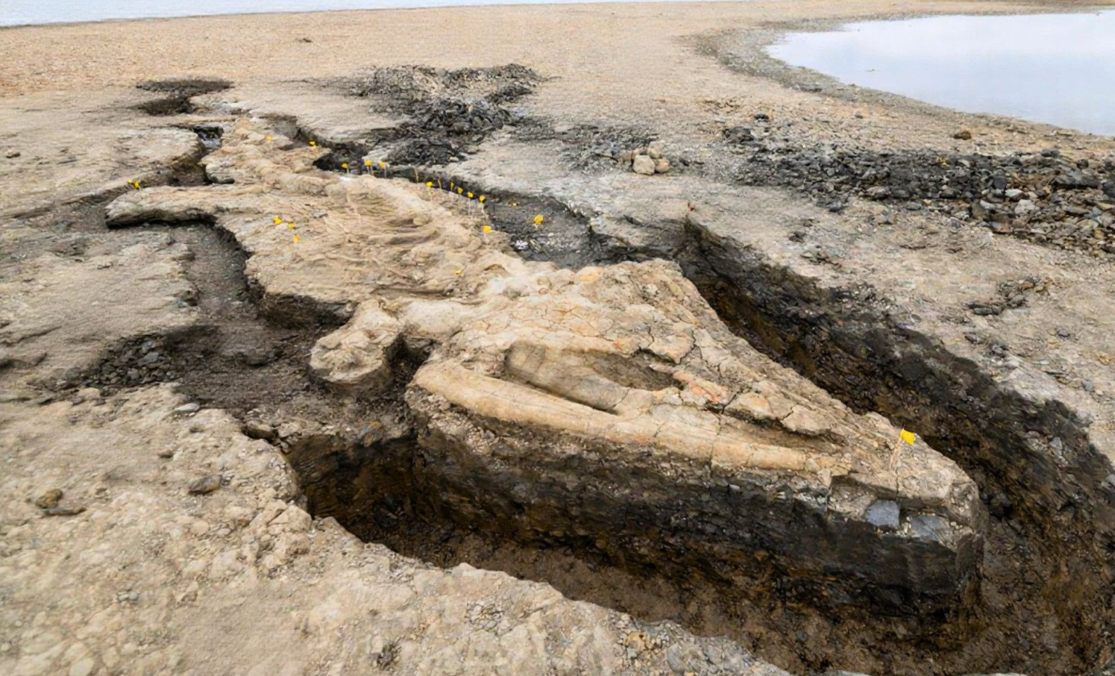 Massive 180-Million-Year-Old Marine Reptile Fossil Unearthed in Britain 