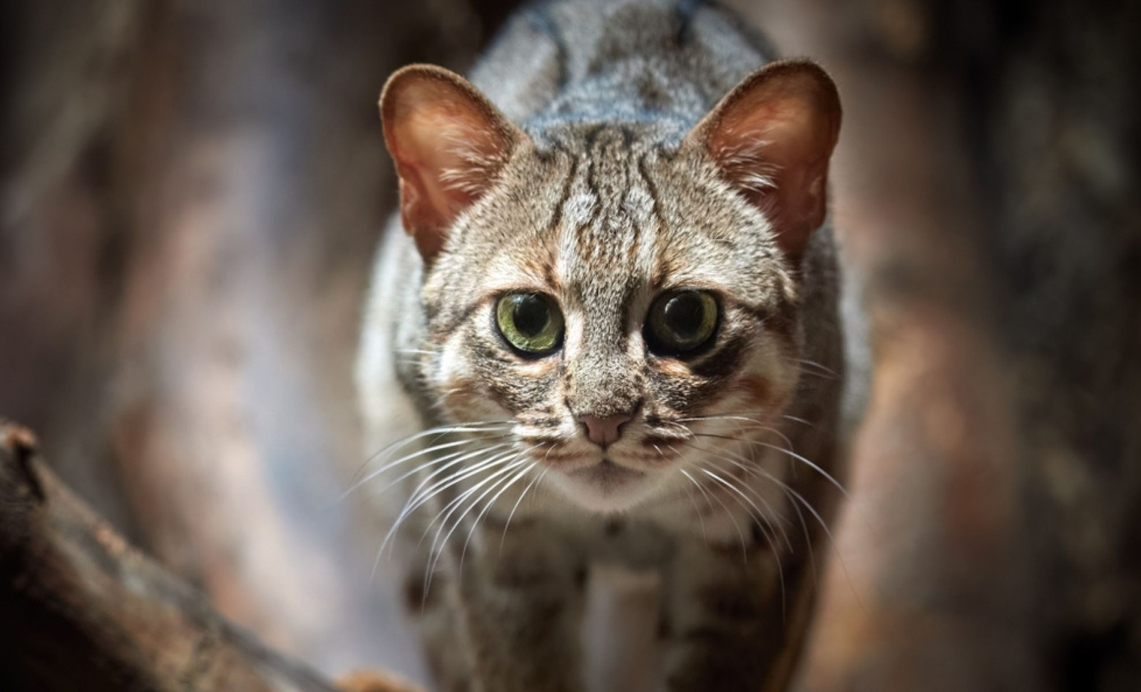 Ancient Fossil Reveals World’s Smallest Cat Existed 300,000 Years Ago 