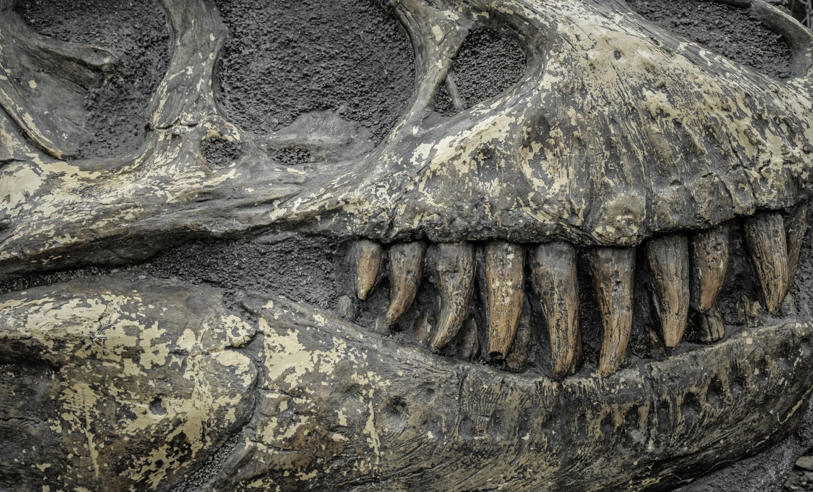 Dinosaur Discovered with 500 Teeth Replaced Biweekly Reveals Unique Feeding Adaptation 