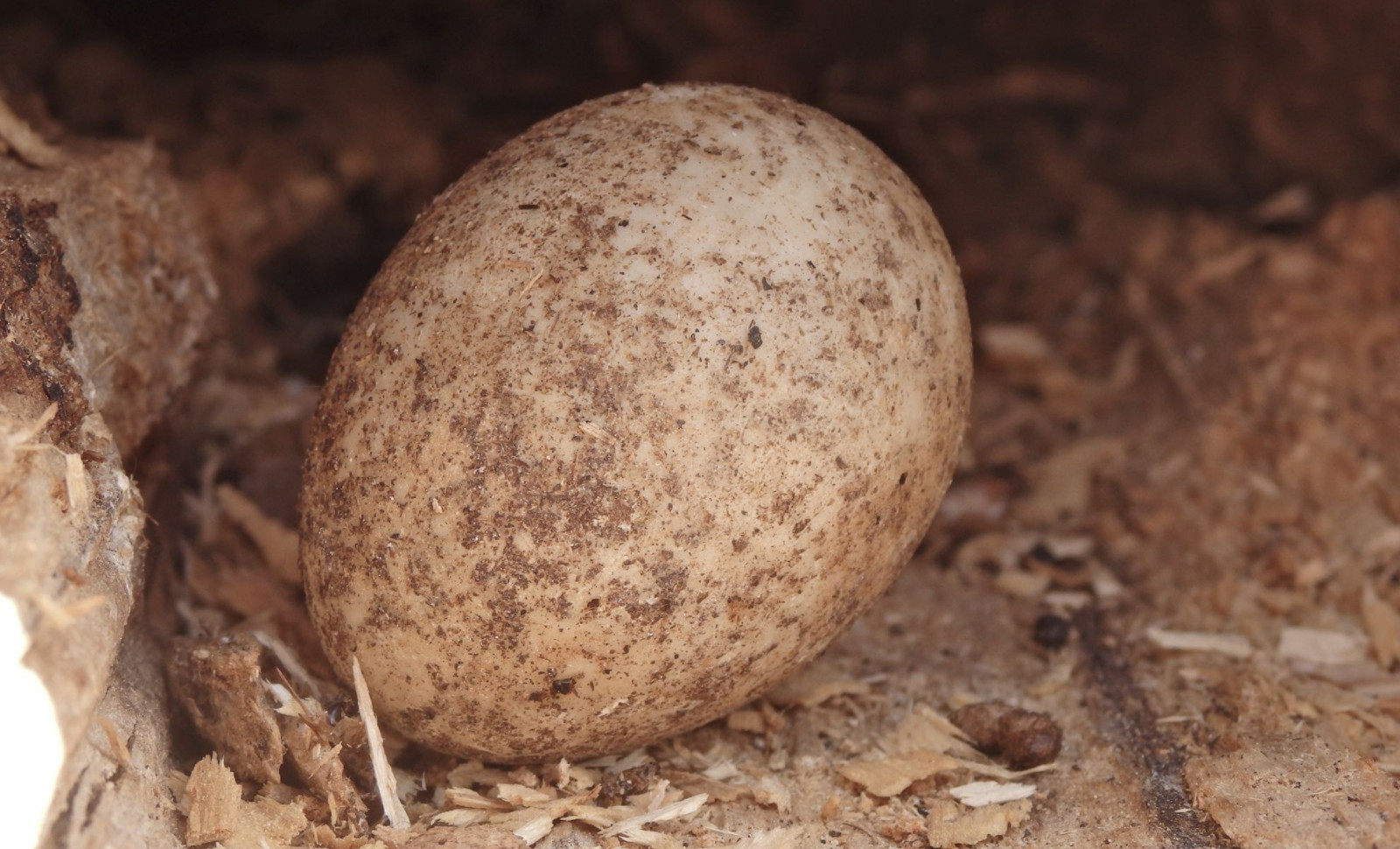 Ancient Giant Bird Eggshells Reveal 15-Million-Year-Old Atmospheric Clues 
