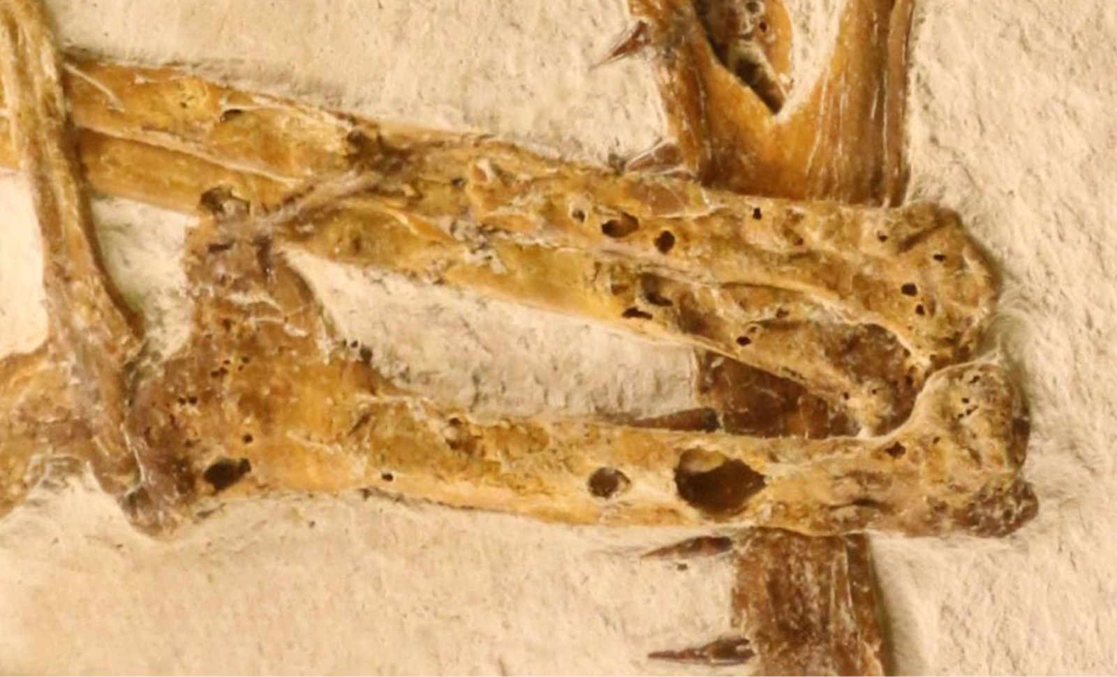 Newly Discovered Jurassic Pterosaur Fossil Unveils a Unique Flying Reptile Species from Germany 