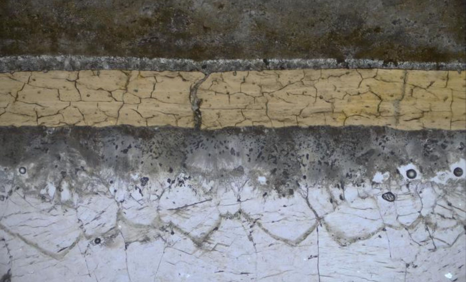 Groundbreaking Discovery Unveils Ancient Molecules in 113-Million-Year-Old Pterosaur Fossil 