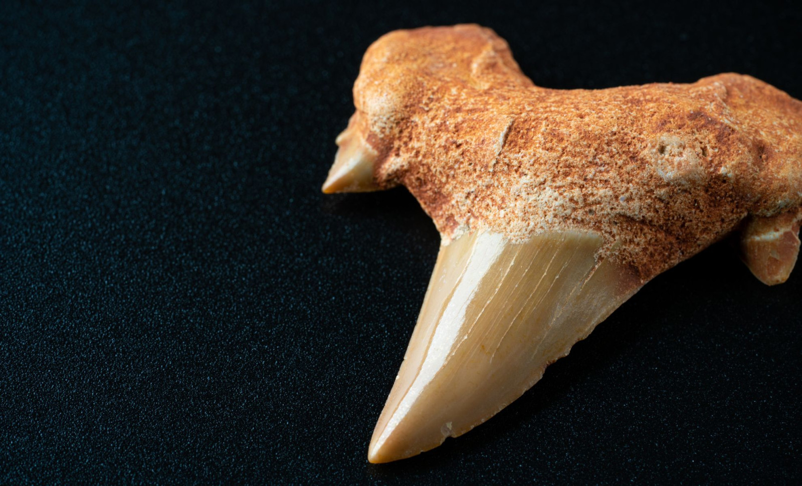 New Study Unveils Early Mammal Tooth Evolution After Dinosaur Extinction 